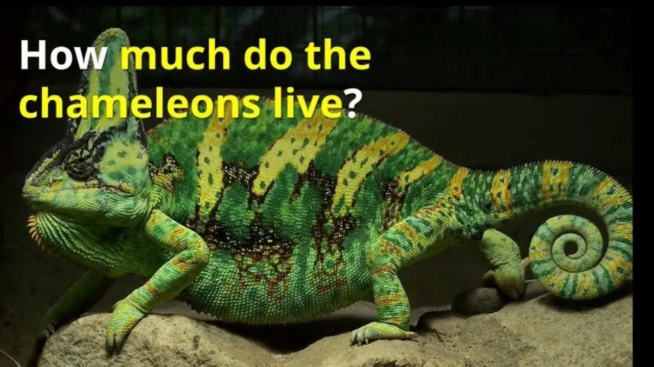 How Long Do Chameleons Live